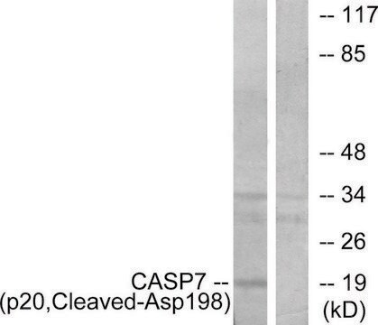 Anti-CASP7 (p20, Cleaved-Asp198) antibody produced in rabbit affinity isolated antibody