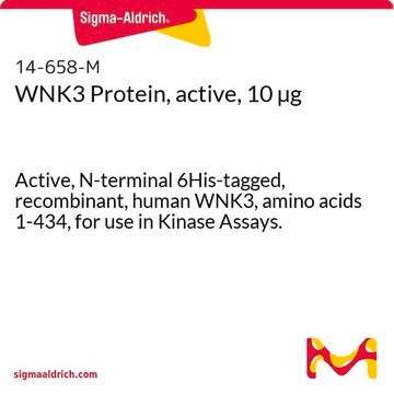 WNK3 Protein, active, 10 &#181;g Active, N-terminal 6His-tagged, recombinant, human WNK3, amino acids 1-434, for use in Kinase Assays.