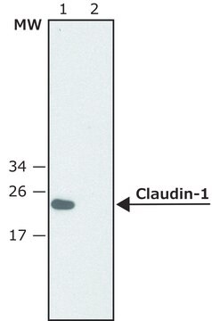 Anti-Claudin-1 (C-terminal) antibody produced in rabbit ~1.0&#160;mg/mL, affinity isolated antibody