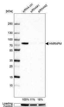 Anti-HNRNPM antibody produced in rabbit Prestige Antibodies&#174; Powered by Atlas Antibodies, affinity isolated antibody, buffered aqueous glycerol solution