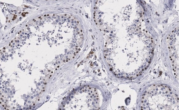 Anti-TAF6L Antibody, clone 1M8 ZooMAb&#174; Rabbit Monoclonal recombinant, expressed in HEK 293 cells