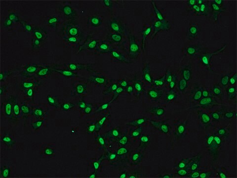 Anti-RbAp46, N-terminal antibody produced in rabbit IgG fraction of antiserum, buffered aqueous solution