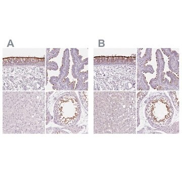 Anti-ROPN1L antibody produced in rabbit affinity isolated antibody, buffered aqueous glycerol solution