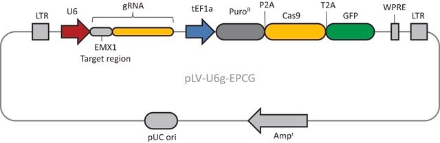 CRISPR-Lenti Human EMX1 Positive Control Transduction Particles