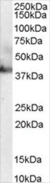 Anti-RAE1 antibody produced in goat affinity isolated antibody, buffered aqueous solution