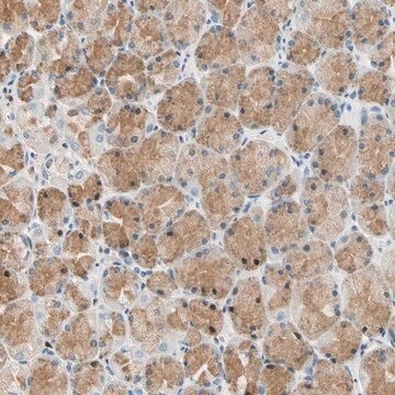 Anti-LAMB3 antibody produced in rabbit Prestige Antibodies&#174; Powered by Atlas Antibodies, affinity isolated antibody, buffered aqueous glycerol solution