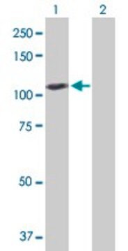 Anti-GAPDHS antibody produced in rabbit purified immunoglobulin, buffered aqueous solution