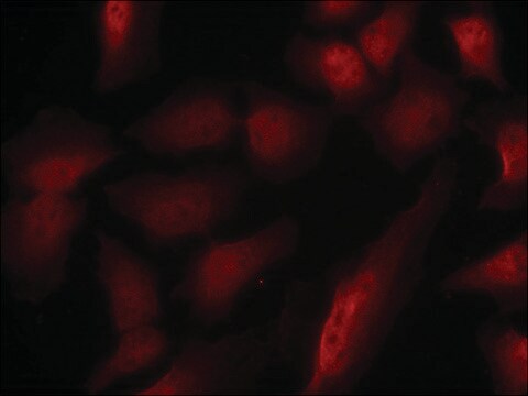 Anti-phospho-GATA1 (pSer310) antibody produced in rabbit affinity isolated antibody