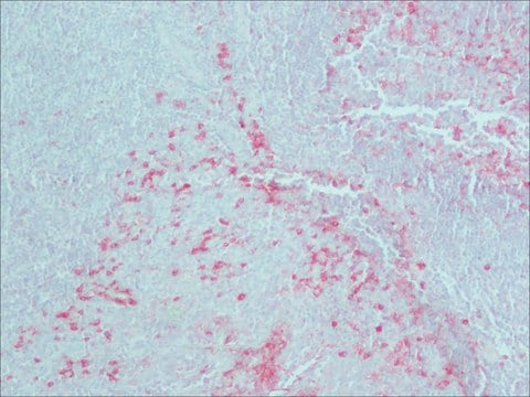 モノクロナール抗ウサギ免疫グロブリン (IgG, IgA, IgM) clone RG-16, purified immunoglobulin, buffered aqueous glycerol solution