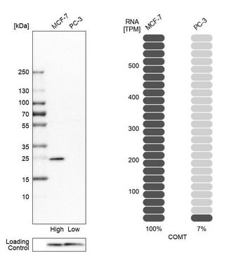 Anti-COMT antibody produced in rabbit Prestige Antibodies&#174; Powered by Atlas Antibodies, affinity isolated antibody, buffered aqueous glycerol solution