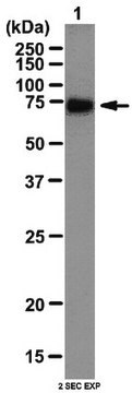 Anti-CAPZIP Antibody from rabbit, purified by affinity chromatography