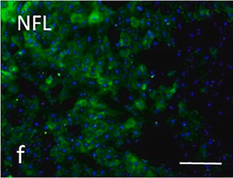 Anti-Neurofilament L Antibody serum, Chemicon&#174;