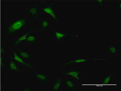 Monoclonal Anti-EIF5A antibody produced in mouse clone 8C1, purified immunoglobulin, buffered aqueous solution