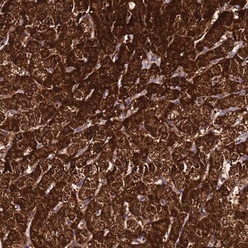 Anti-FAHD2A antibody produced in rabbit Prestige Antibodies&#174; Powered by Atlas Antibodies, affinity isolated antibody, buffered aqueous glycerol solution