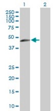 Anti-TIPIN antibody produced in rabbit purified immunoglobulin, buffered aqueous solution