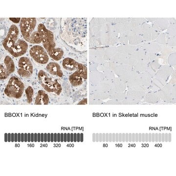 Anti-BBOX1 antibody produced in rabbit Prestige Antibodies&#174; Powered by Atlas Antibodies, affinity isolated antibody, buffered aqueous glycerol solution