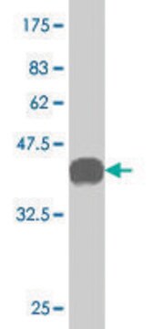 Monoclonal Anti-GSTT2 antibody produced in mouse clone 1C12, purified immunoglobulin, buffered aqueous solution