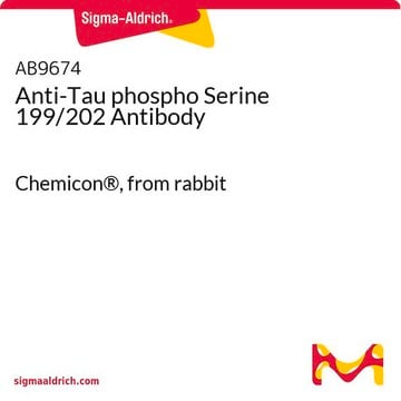 Anti-Tau phospho Serine 199/202 Antibody Chemicon&#174;, from rabbit