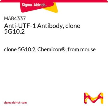 Anti-UTF-1 Antibody, clone 5G10.2 clone 5G10.2, Chemicon&#174;, from mouse