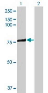 Anti-ACSL3 antibody produced in rabbit purified immunoglobulin, buffered aqueous solution