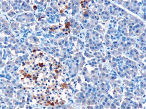 Anti-MDA5/IFIH1 antibody produced in goat affinity isolated antibody, buffered aqueous solution