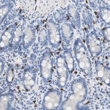 Anti-CEACAM1 antibody produced in rabbit Prestige Antibodies&#174; Powered by Atlas Antibodies, affinity isolated antibody, buffered aqueous glycerol solution