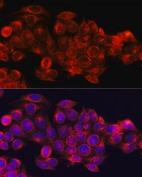 Anti-ATG5 antibody produced in rabbit