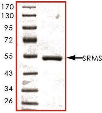 SRMS, active, GST tagged human PRECISIO&#174;, recombinant, expressed in baculovirus infected Sf9 cells, &#8805;70% (SDS-PAGE), buffered aqueous glycerol solution