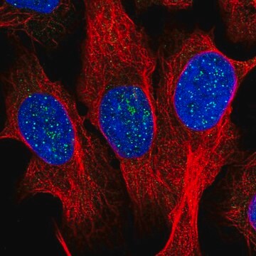 Anti-TERF1 antibody produced in rabbit Prestige Antibodies&#174; Powered by Atlas Antibodies, affinity isolated antibody