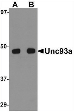 Anti-Unc93a antibody produced in rabbit affinity isolated antibody, buffered aqueous solution