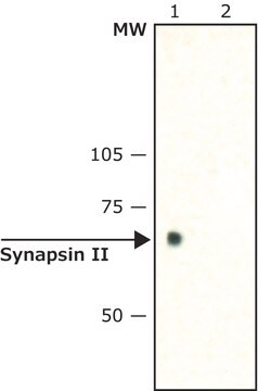 Anti-Synapsin II (C-terminal) antibody produced in rabbit ~1.5&#160;mg/mL, affinity isolated antibody, buffered aqueous solution