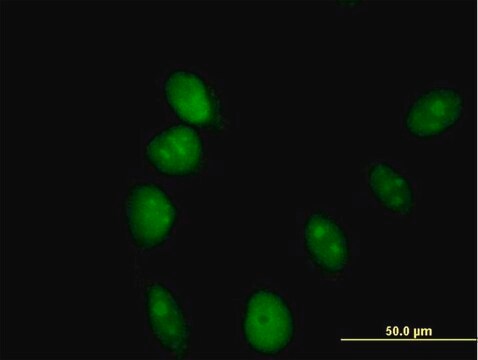 Anti-ARL6IP4 antibody produced in mouse purified immunoglobulin, buffered aqueous solution