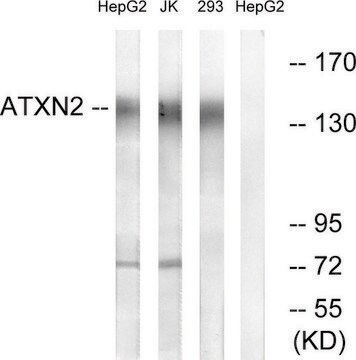 Anti-ATXN2 antibody produced in rabbit affinity isolated antibody