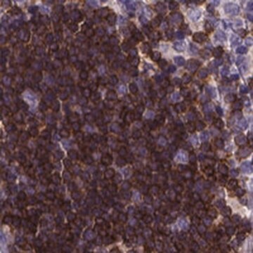 Anti-THEMIS antibody produced in rabbit Prestige Antibodies&#174; Powered by Atlas Antibodies, affinity isolated antibody, buffered aqueous glycerol solution