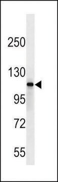 ANTI-SIK2 (CENTER) antibody produced in rabbit affinity isolated antibody, buffered aqueous solution