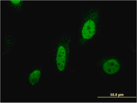 Monoclonal Anti-BIRC7, (N-terminal) antibody produced in mouse clone 3H1, purified immunoglobulin, buffered aqueous solution