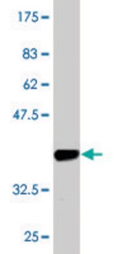 Monoclonal Anti-AVEN antibody produced in mouse clone 2B10, purified immunoglobulin, buffered aqueous solution