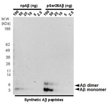 Anti-phospho-Amyloid beta Antibody (Ser26), clone 5H11C10 clone 5H11C10, from mouse