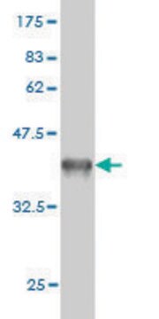 ANTI-GUCY2D antibody produced in mouse clone 6D9, purified immunoglobulin, buffered aqueous solution