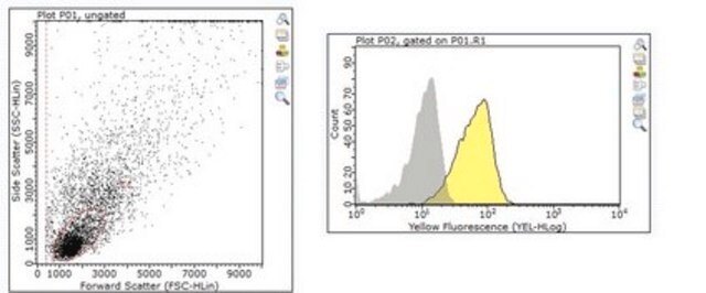 Anti-TNFSF13 (APRIL) Antibody, clone A3D8 clone A3D8, from hamster(Armenian)