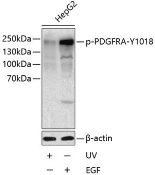 Anti-Phospho-PDGFRA-Y1018 antibody produced in rabbit