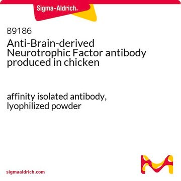 Anti-Brain-derived Neurotrophic Factor antibody produced in chicken affinity isolated antibody, lyophilized powder