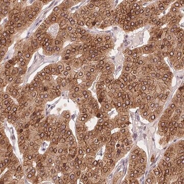 Anti-EI24 antibody produced in rabbit Prestige Antibodies&#174; Powered by Atlas Antibodies, affinity isolated antibody, buffered aqueous glycerol solution