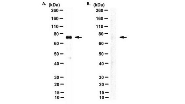 Anti-Nrf2 Antibody, clone 103 clone 103, from rat