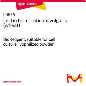 Lectin from Triticum vulgaris (wheat) suitable for cell culture, BioReagent, lyophilized powder