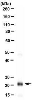 Anti-SARS-CoV Nsp8 Antibody, clone 5A10