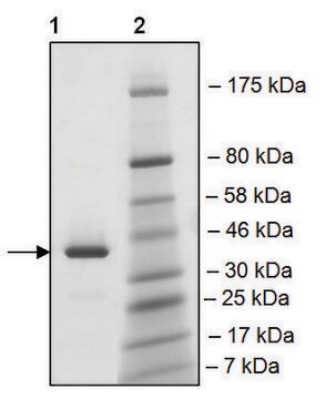 BRDT (22-138) GST tag human recombinant, expressed in E. coli, &#8805;90% (SDS-PAGE)