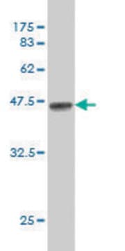 Monoclonal Anti-HS3ST2 antibody produced in mouse clone 5D5, purified immunoglobulin, buffered aqueous solution