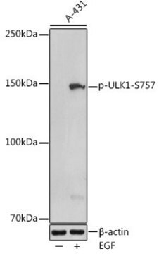 Anti-Phospho-ULK1-S757 antibody produced in rabbit