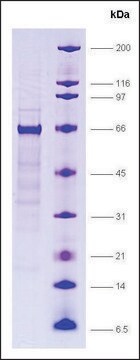 RXR&#946; isoform, GST tagged human recombinant, expressed in E. coli, &#8805;80% (SDS-PAGE)